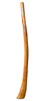 Gloss Finish Flared Didgeridoo (TW1191)